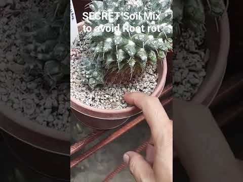 Secret Soil Mix