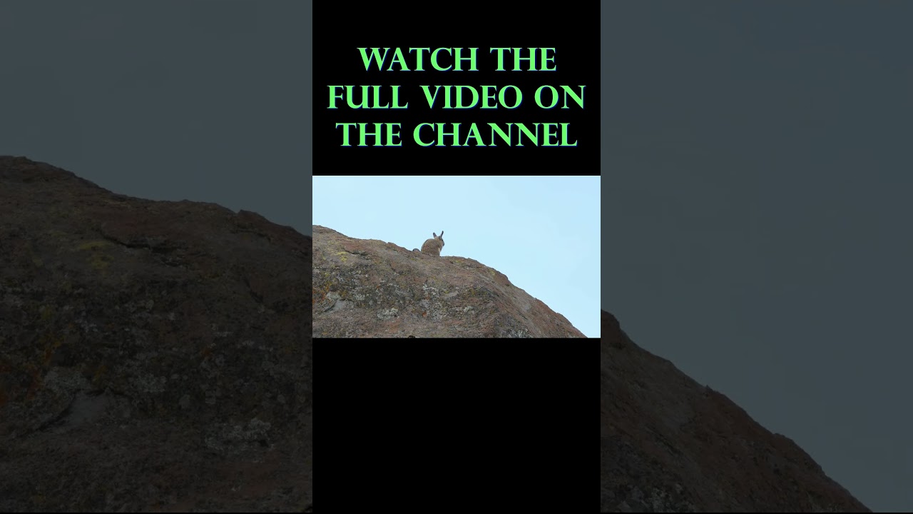 The Rarest Wild Cat You've Never Seen | Andean Mountain Cat (Leopardus jacobita)