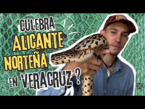 A rather unusual rescue | Northern bullsnake