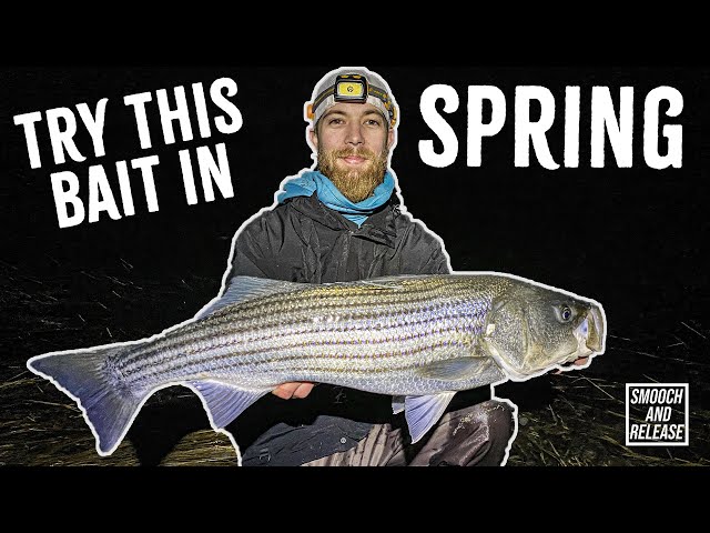 SLOT Striped Bass in Windy COLD Long Island Back Bays Surf Fishing -  SWIMBAITS + Plugs 