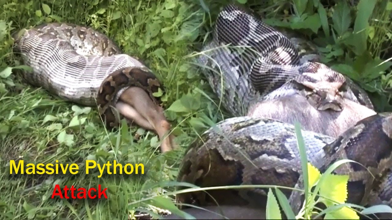 Massive Python Attack | Sri Lanka - YouTube