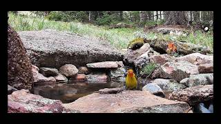 Live Cam Chipmunk Speed Dating!! Relaxing, bird nature wildlife 9k feet! Colorado Rocky Mountains