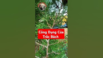 Bạn đã biết công dụng của Trắc Bách chưa?