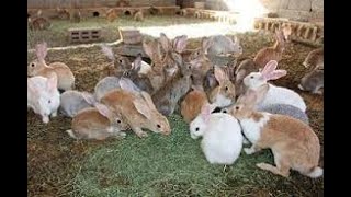 ماذا تأكل الأرانب في فصل الصيف  What do rabbits eat in summer