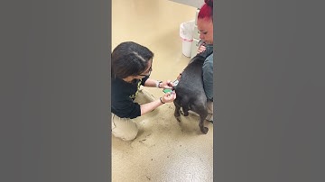 Canine Subcutaneous Injection