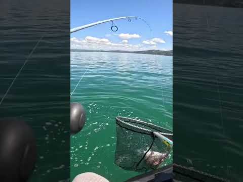 Catching Snapper on