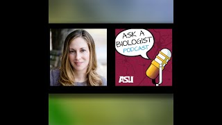 Tiny Versus Mighty
Its tiny versus the mighty and a battle for an acacia tree. Dr. Biology catches up with Beth Pringle, a biologist exploring the savanna of Kenya. The two talk about two animals that seem mismatched for the battle that has a surprise ending. Beth is also the biologist who took us along on one of her research trips to Kenya. You can go along too in our virtual savanna trip (https://askabiologist.asu.edu/sites/default/files/virtual-reality/savanna-biome-VR-360/index.html) .
If you have not already, please subscribe (https://askabiologistpodcast.buzzsprout.com/) to the podcast so you can be notified about new episodes. Tiny Versus Mighty