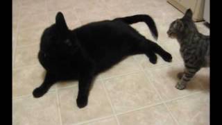 kitten bites