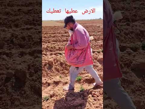 زراعة الفوسفاط في الارض 