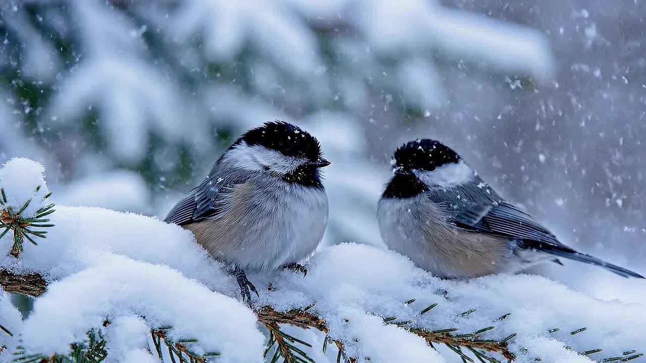 🌙 Deep sleep & insomnia relief – Calm Winter Music to Help You Sleep Deeply 🎹