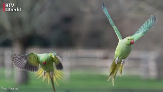 Halsbandparkiet Rukt Op In Utrecht Gaaf Of Plaag? Rtv Utrecht