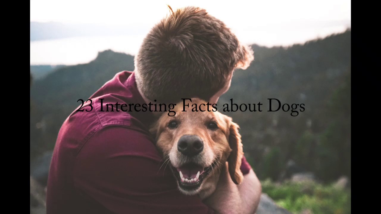 23 facts about dogs