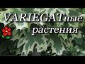 Вариегатные растения - лиственные и хвойные, деревья, кустарники, цветы. Список.