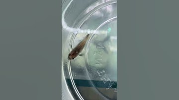 Cá bảy màu bị xù vảy phải làm như thế nào #guppy #xuhuong #cabaymau #guppyfish #youtubeshorts