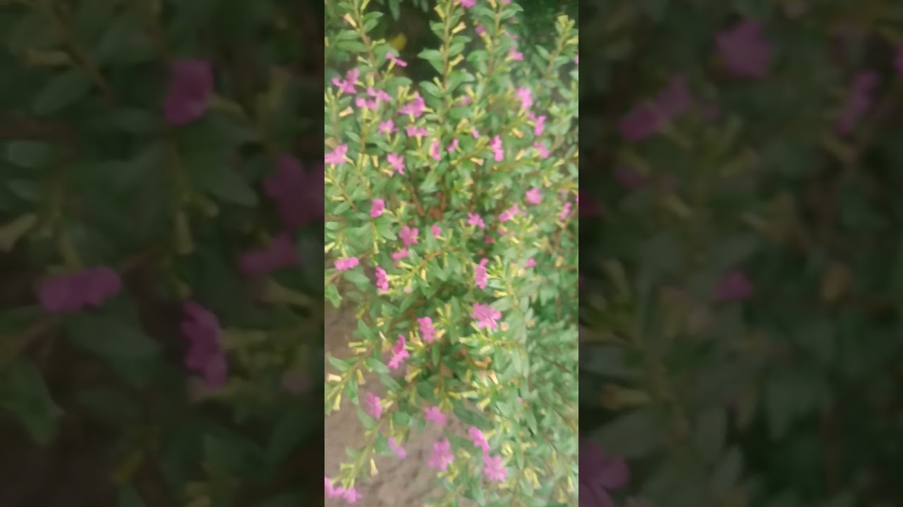 😍False heather flowers🌸🌱