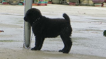 Chó Hmong Cộc đen cái gần 4 kg, đốm lưỡi