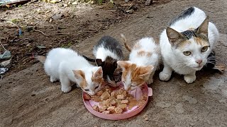 Mother cat asks for food for her 4 cute kittens by cute 174 views 5 months ago 5 minutes, 6 seconds