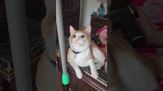 Trying to Pole Dance #shorts #viral #viralvideo #youtubeshorts #ytshorts #shortvideo #cat #funny