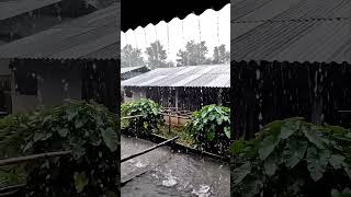 Heavy rain in a quiet rural area.Just rain and water. 🌧️ #rain #relax #eavyrain #shorts #relaxing