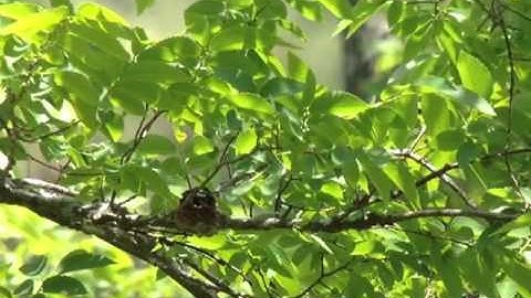 Ruby-throated Hummingbird Building a Nest