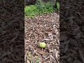 coconut production in form(where I Work)