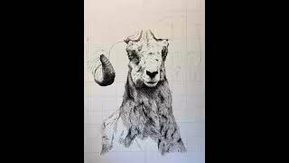 Ram