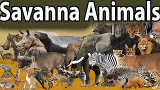 Savanna Animals size comparison |Living animal in Savanna |Animals names SIZE learning Animal Film