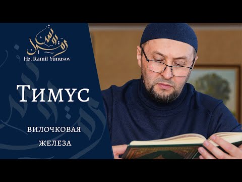 Тимус (вилочковая железа)