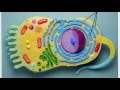 Клеточное строение организма