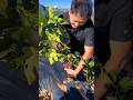 figs fruit farm and eating so sweet #fruit #viral #shorts #satisfying #farming