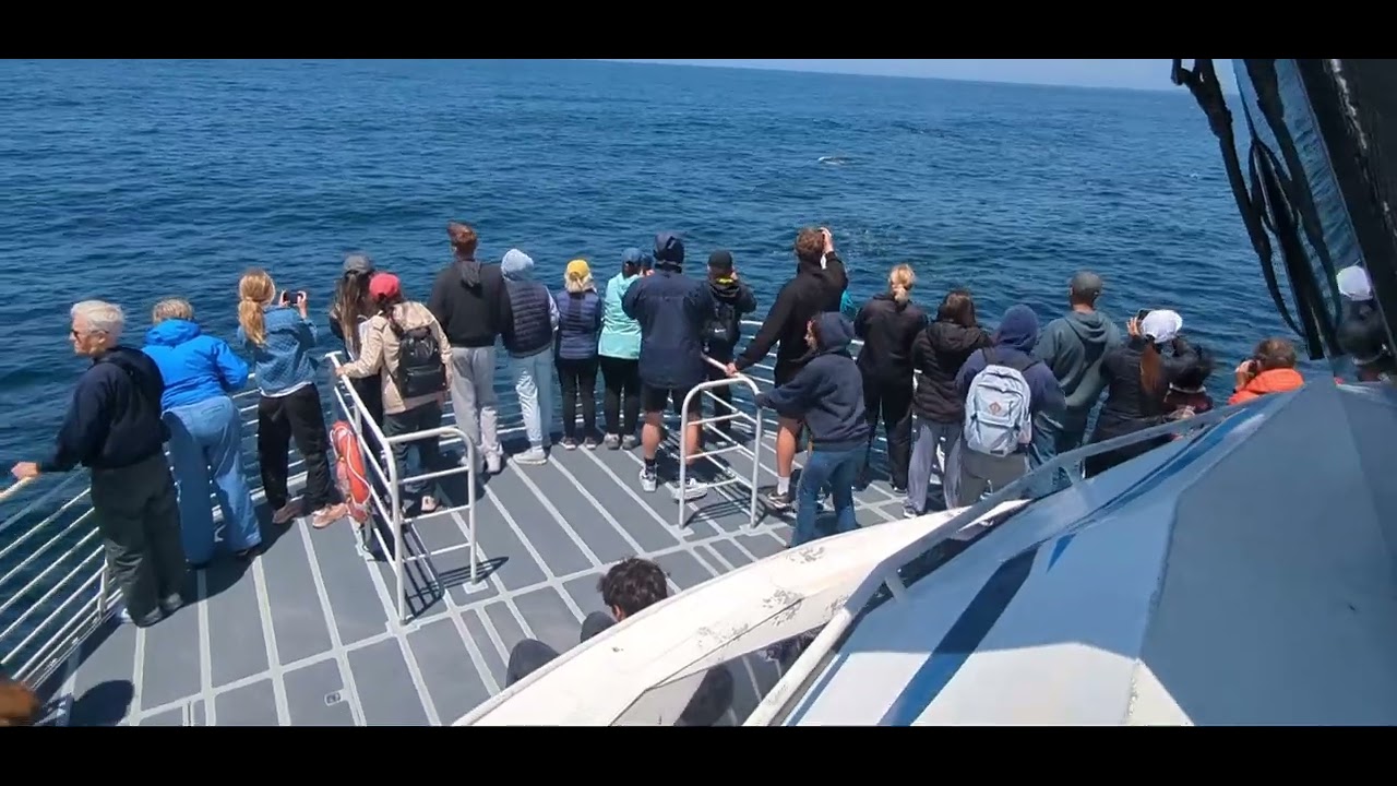 Condor Express Whale 🐳 Watching tour August 5, 2025 - YouTube