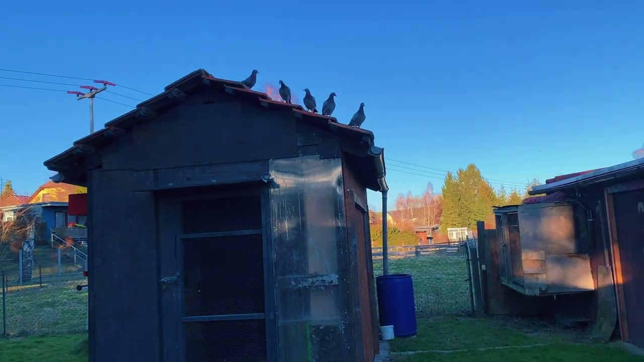 صورت طيور لوت صورت طيور زاجل 🥰