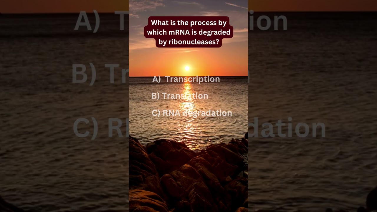 What is the process by which mRNA is degraded by ribonucleases?