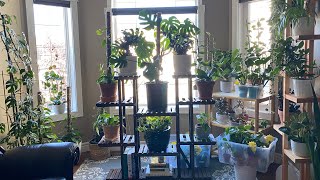 Houseplant Tour | Plants Collection | Fall 2022 🇨🇦