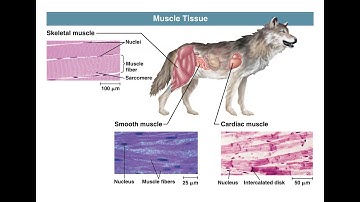 Chapter 40 Basic Principles of Animal Form and Function