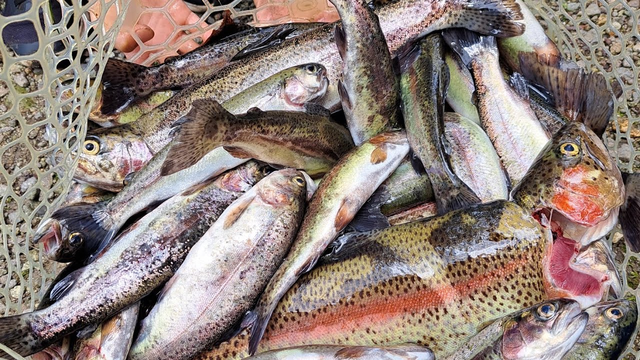 愛好会で行く新東北笹谷渓流釣りは大マス乱舞❗❗　2023.7.16