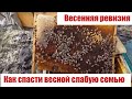 Пчеловодство №49 Весенняя ревизия. Как спасти весной слабую семью.