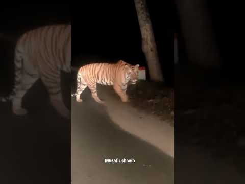 When you met with Tiger at Jim corbett park, hear his roar… VC: Sharuk from Bijnor.