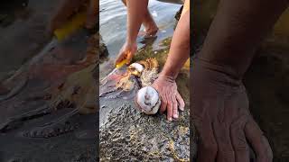 I Found a Pufferfish Inside an Octopus! 😱 #fishing #shorts