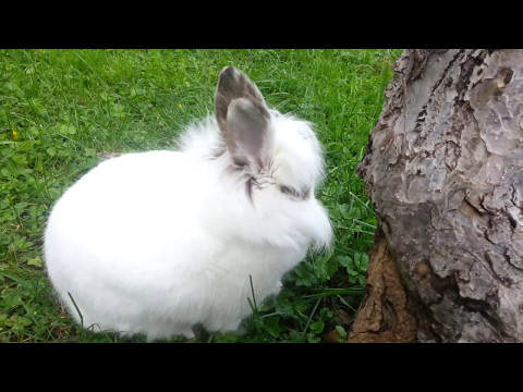 Video: Kako Narediti Sočno Enolončnico Z Zajčki