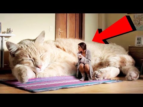 Video: Co Je Největší Kočka Na Světě