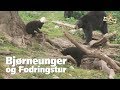 Bjørneunger og Fodringstur