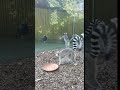 Harold The Peacock Pays A Visit To Our Lemurs 
