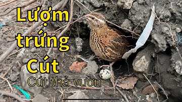 #06 Nuôi cút thả vườn và thu hoạch trứng như thế nào | Nuôi cút thả vườn
