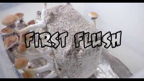 Mushroom Growing Process From Spores | Grow Mushrooms FAST and EASY! | No Experience Needed