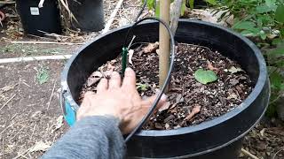 Water Shortage! How to water your fruit trees for 10 cents a month!
