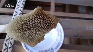 عسل النحل | شهد العسل الطبيعي | سرفكرة ا 2022