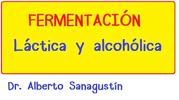 ¿Cuáles son las enzimas que intervienen en la fermentación alcohólica?