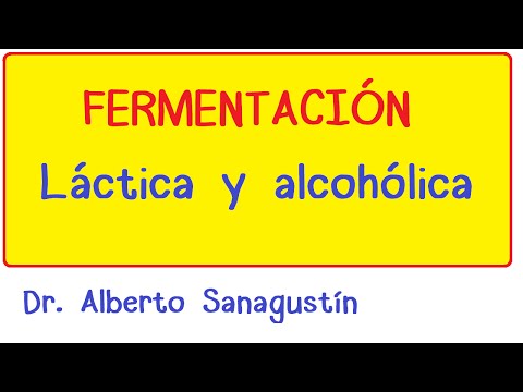 Vídeo: Diferencia Entre ácido Láctico Y Fermentación Alcohólica