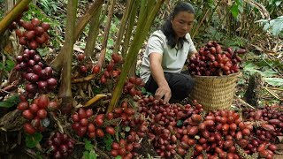 Download Lagu CEO Harvests Giant Cardamom in the Amazon | How to Preserve It for Year-Round Freshness - Anh Hmong MP3